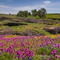 Northern California Wildflowers 2