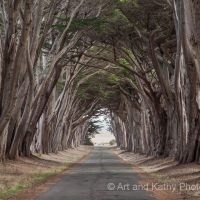Cypress Tunnel at Point Reyes