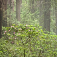 Rhodedendrons and Redwoods in the Fog