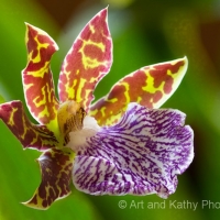Orchid  2