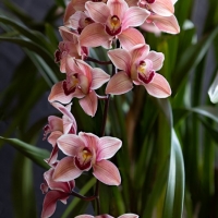 Orchid  7
