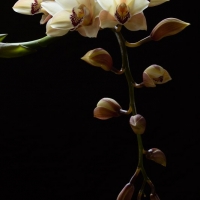 Orchid  5