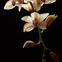 Orchid  6