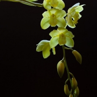 Orchid  4