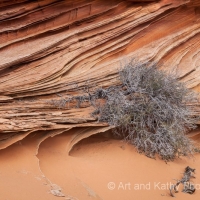 The Bush, South Coyote Buttes