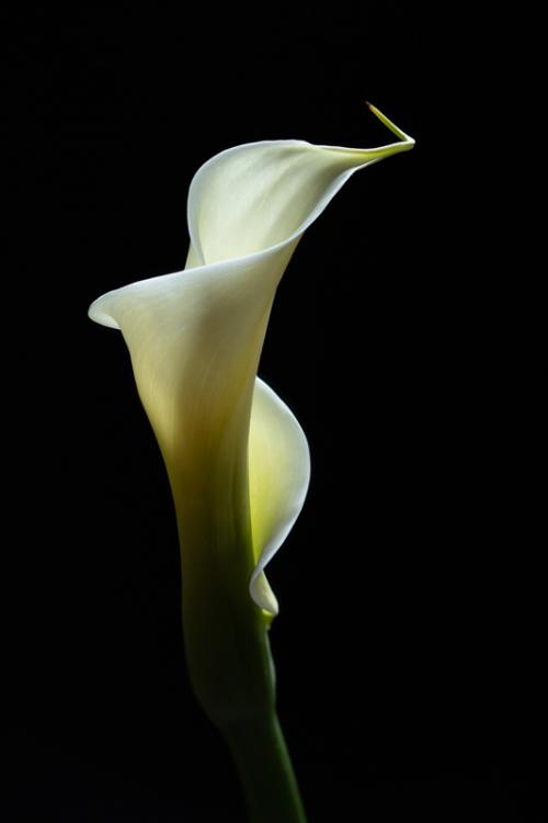 Calla Lily