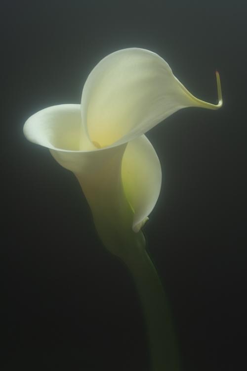 Calla Lily