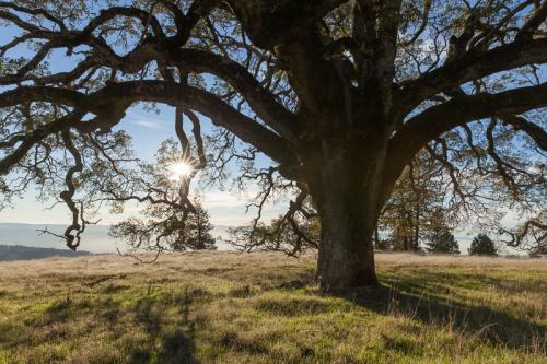 HenryCoeOak