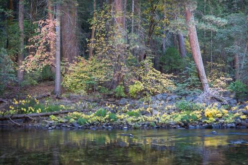 Dogwood in Fall, Yosemite