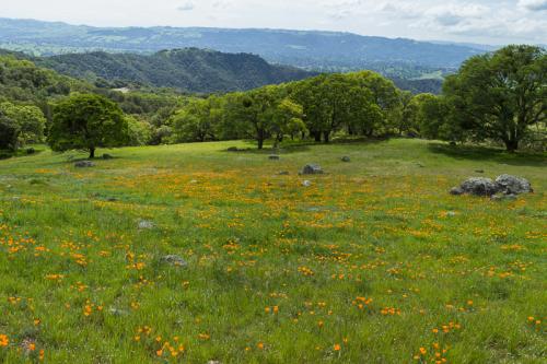 IMG 15384144 PoppiesMtDiablo