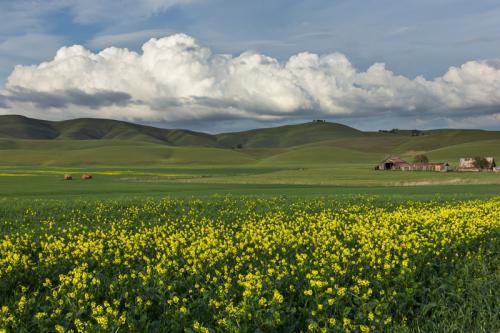 IMG 1791 NorthLivermoreMustardPlantsBarn-