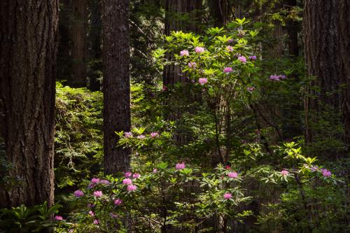 IMG 3847 CalBarrelRhodies