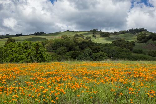 PoppyFieldMtDiablo