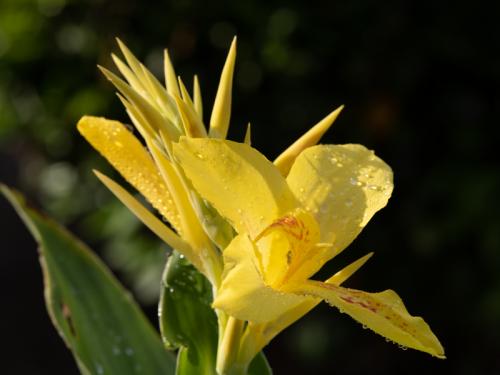 Canna Lily