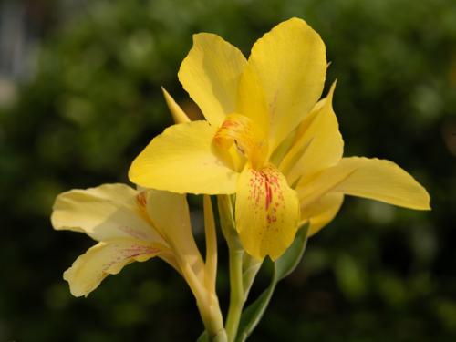 Canna Lily