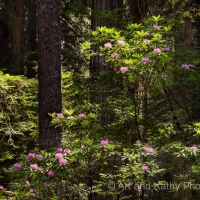 Rhododendrons Among the Redwoods