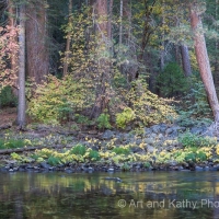 Dogwood in Fall, Yosemite