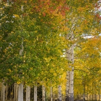Fall Colors 2, Colorado