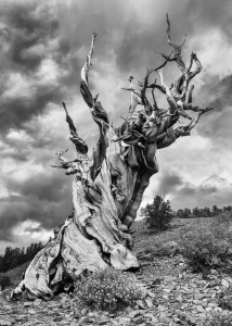 Bristlecone