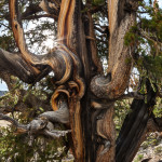 Bristlecone Star