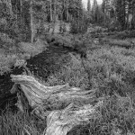 Creek Along Tioga Pass