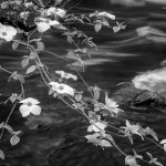 Spring Dogwood along Merced