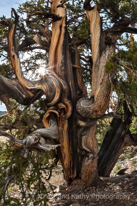 Bristlecone Star