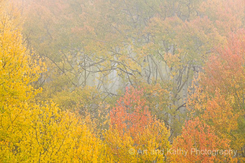 Aspens In Fog