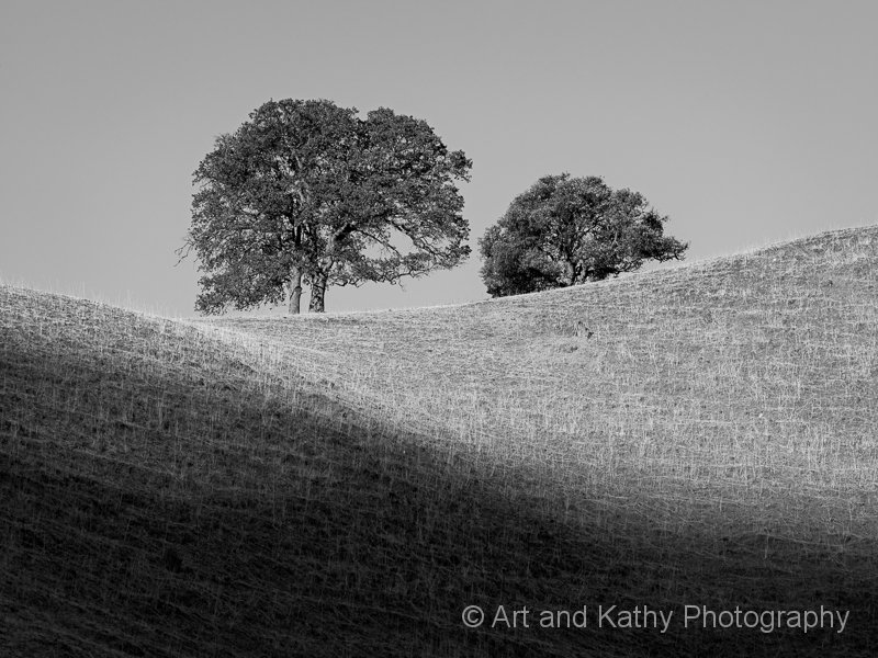 Valley Oaks