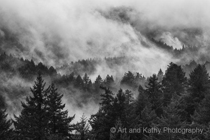 Sempervirens in Fog