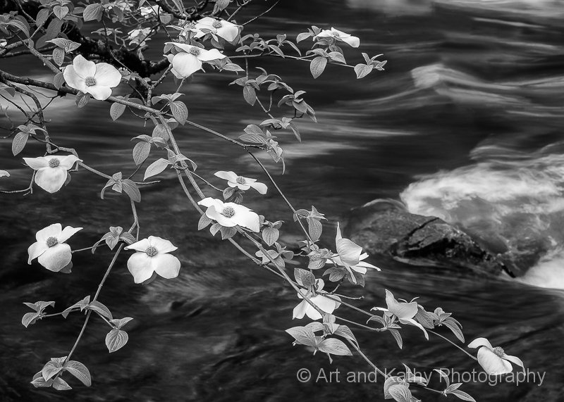 Dogwood Along Merced