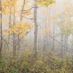 Aspens In Fog 2