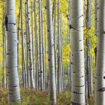 Aspens Ohio Pass Road