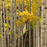 Aspens Ohio Pass Road 2