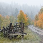 Cattle Chute In Snow