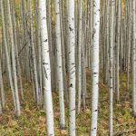 Kebler Pass Aspens