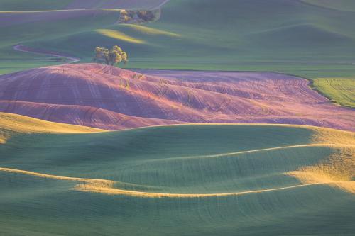 PalouseFromSteptoeButte